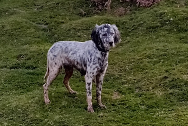 Fundmeldung Hund Weiblich Itxassou Frankreich