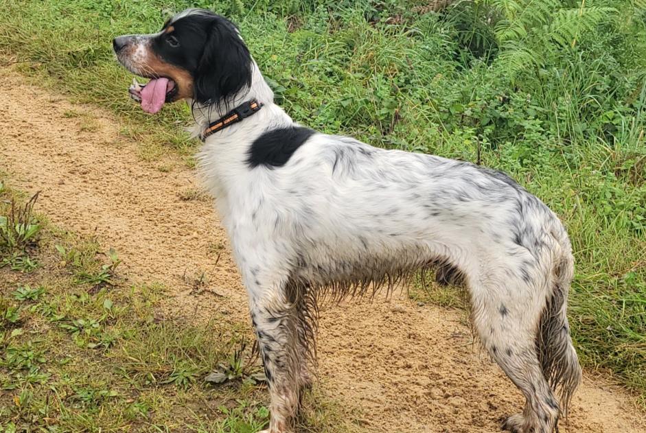 Vermisstmeldung Hund  Männliche , 2 jahre Arcisses Frankreich