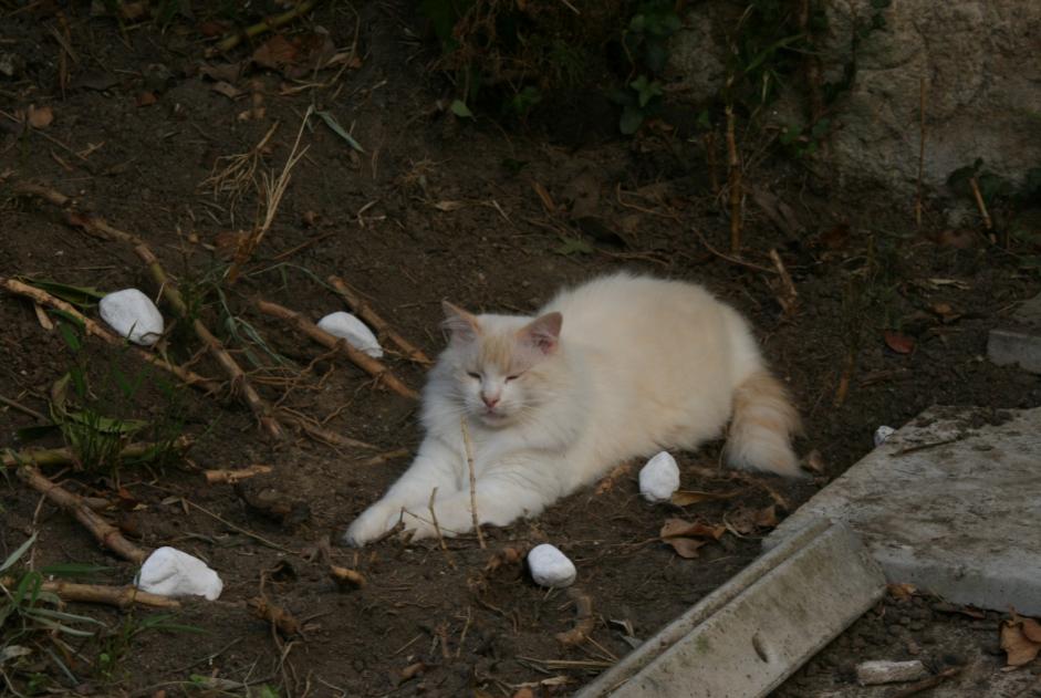 Vermisstmeldung Katze  Männliche , 7 jahre Nantes Frankreich