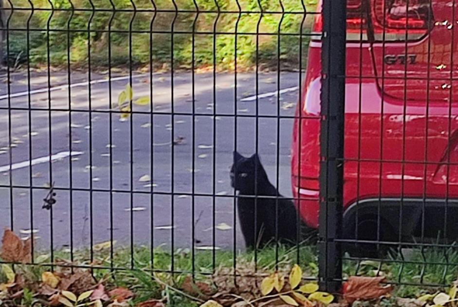 Discovery alert Cat Unknown Wattrelos France