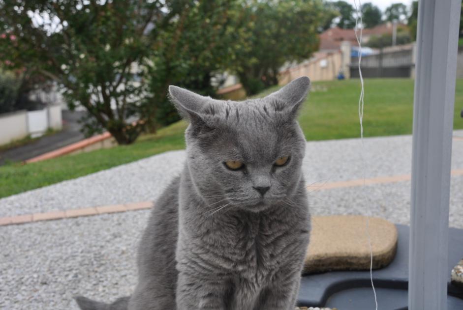 Alerta de Desaparición Gato  Hembra , 10 años Andoins Francia