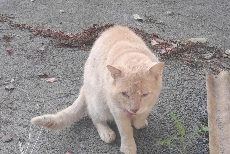 Alerta de Hallazgo Gato Macho Bayonne Francia