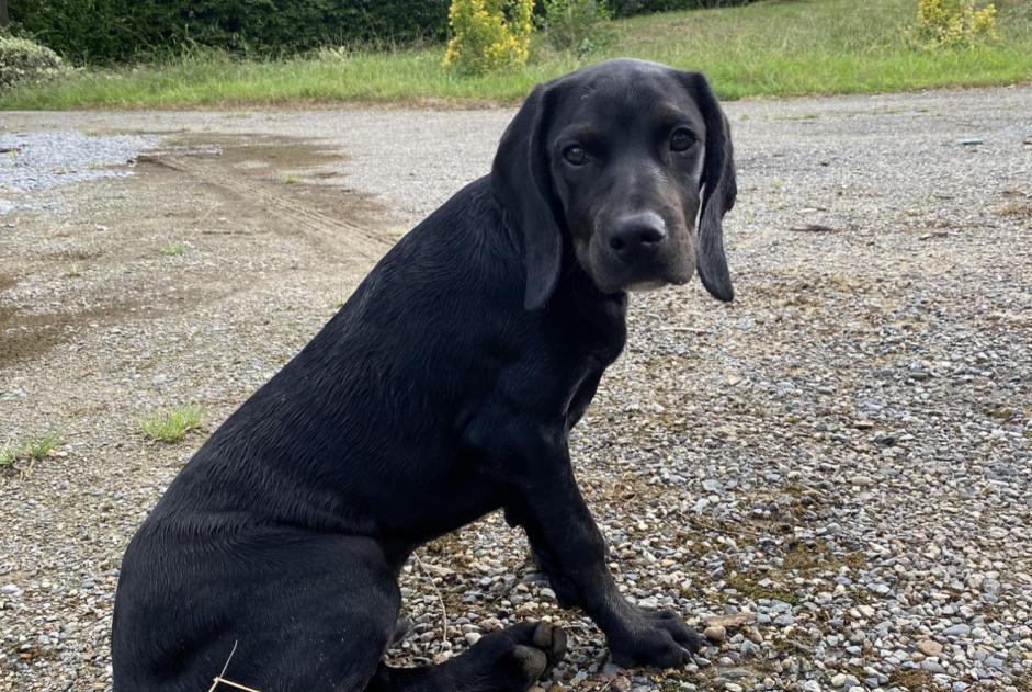 Alerta de Hallazgo Perro cruce Macho Aubertin Francia