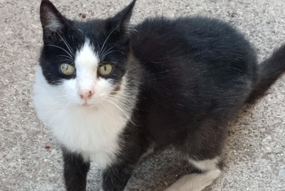 Alerte Disparition Chat Femelle , 16 ans Sète France