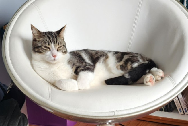 Alerte Disparition Chat Mâle , 2 ans Lorient France