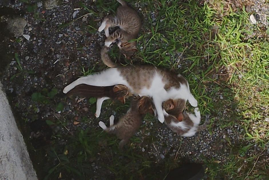 Alerte Découverte Chat  Femelle Lestelle-Bétharram France