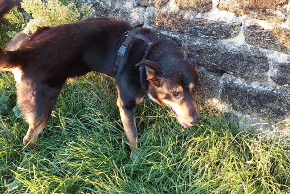 Avviso Ritrovamento Cane incrocio di razze Maschio Saint-Nazaire Francia