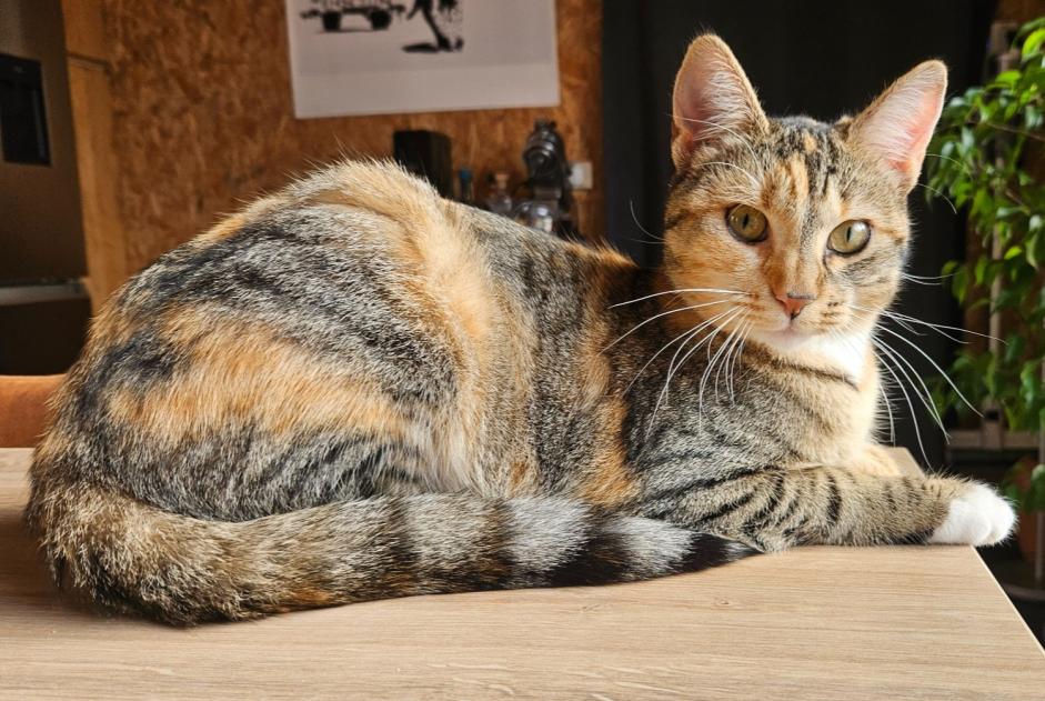 Avviso scomparsa Gatto incrocio di razze Femmina , 1 anni Le Pecq Francia