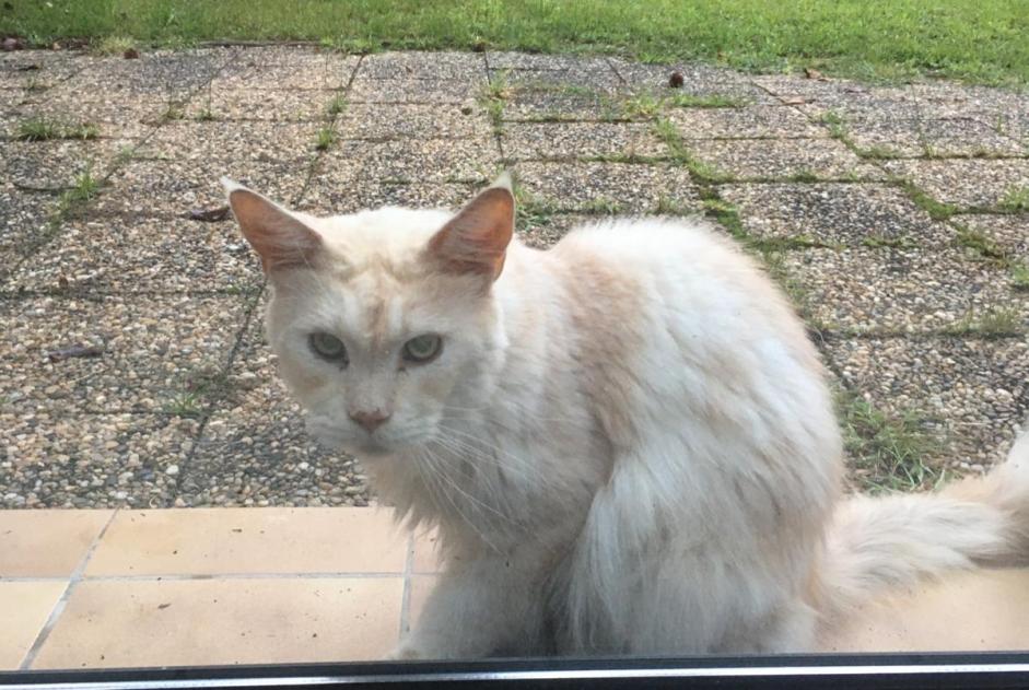 Alerta descoberta Gato  Desconhecido Pau France